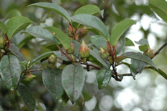 Imagem de Stewartia pteropetiolata W. C. Cheng