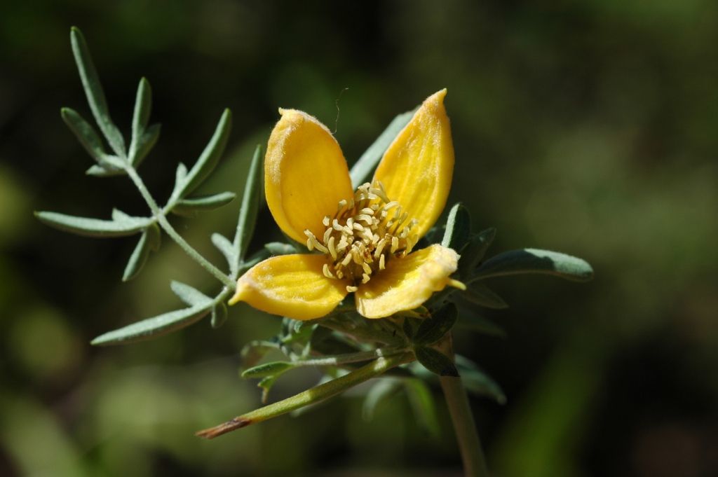 Plancia ëd Clematis ladakhiana C. Grey-Wilson