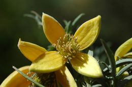 Plancia ëd Clematis ladakhiana C. Grey-Wilson