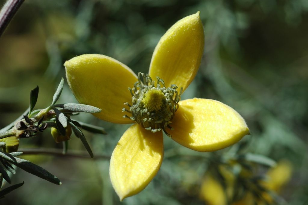 Plancia ëd Clematis ladakhiana C. Grey-Wilson