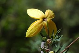 Plancia ëd Clematis ladakhiana C. Grey-Wilson