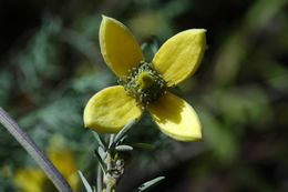 Plancia ëd Clematis ladakhiana C. Grey-Wilson