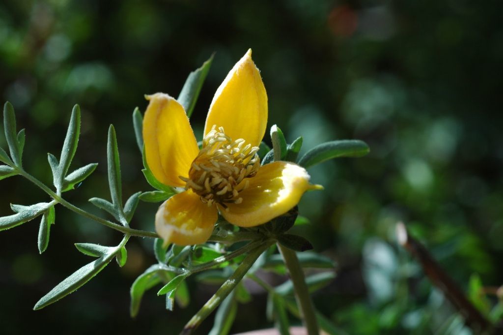 Plancia ëd Clematis ladakhiana C. Grey-Wilson