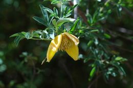 Plancia ëd Clematis ladakhiana C. Grey-Wilson