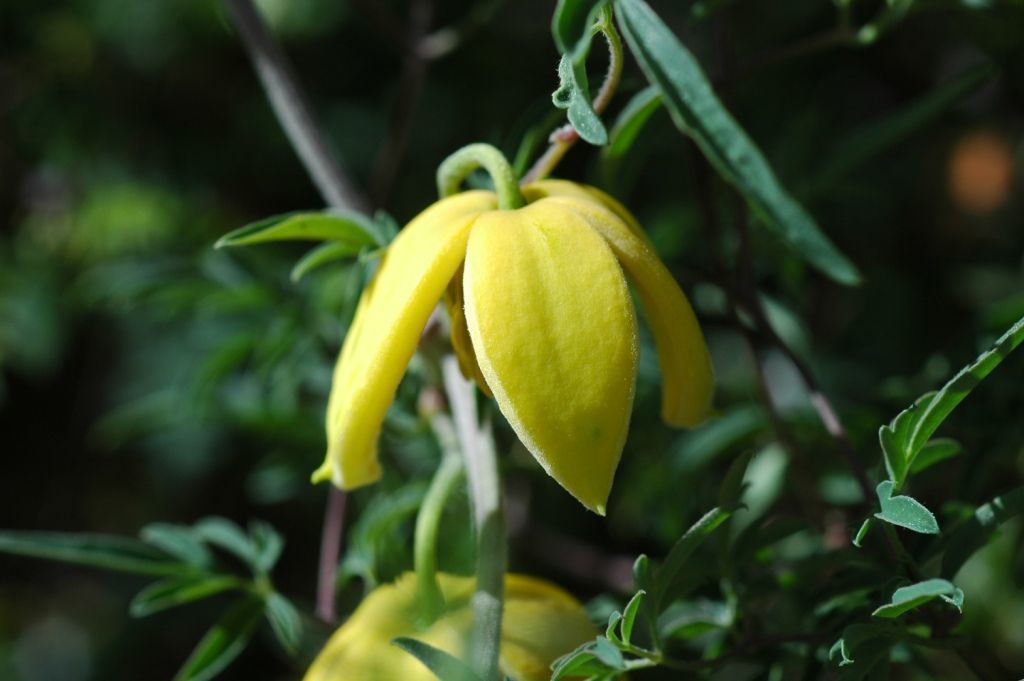 Plancia ëd Clematis ladakhiana C. Grey-Wilson