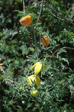 Image of Clematis ladakhiana C. Grey-Wilson