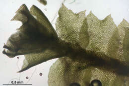 Image of Mesoptychia collaris (Nees) L. Söderstr. & Vána