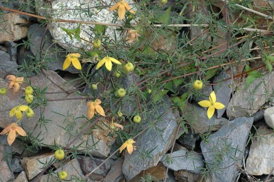 Image of Clematis tibetana Kuntze