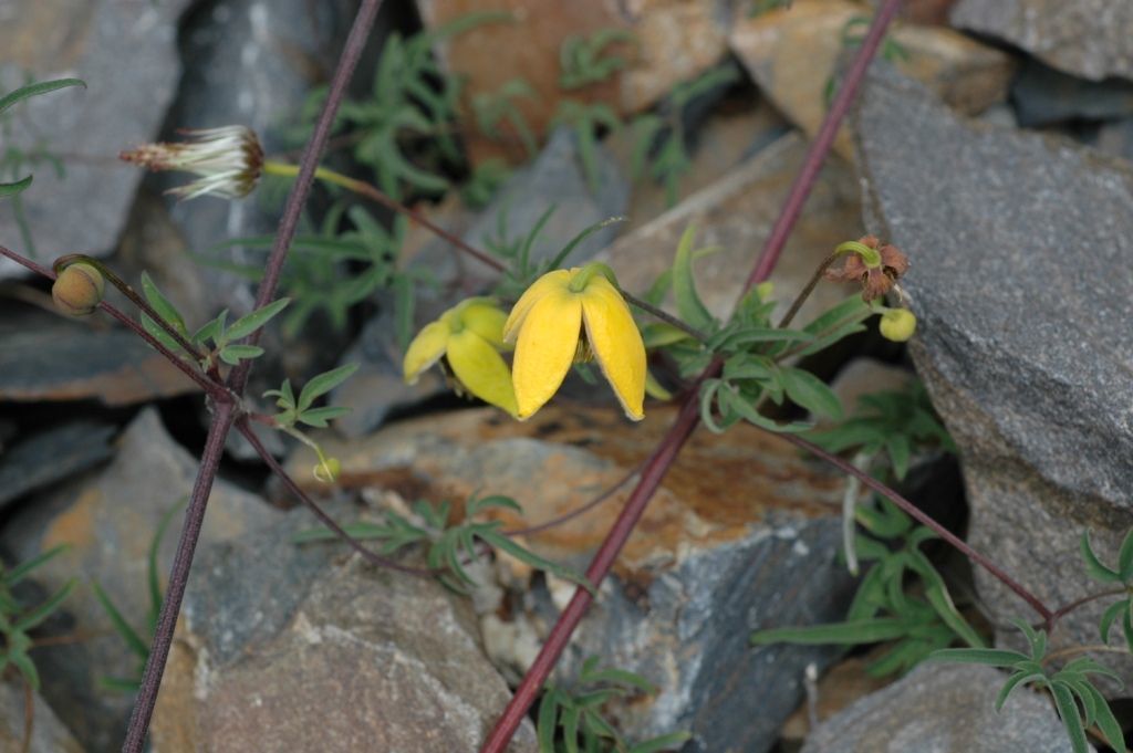 صورة Clematis tibetana Kuntze