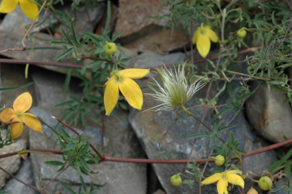 صورة Clematis tibetana Kuntze