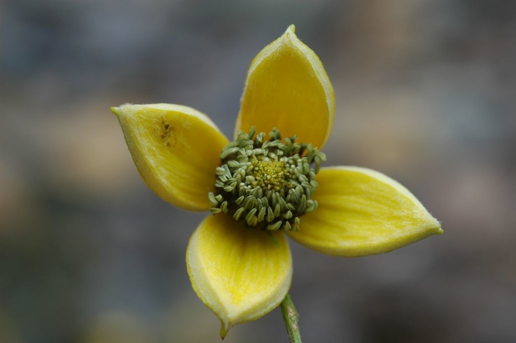 صورة Clematis tibetana Kuntze