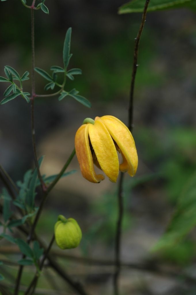 صورة Clematis tibetana Kuntze