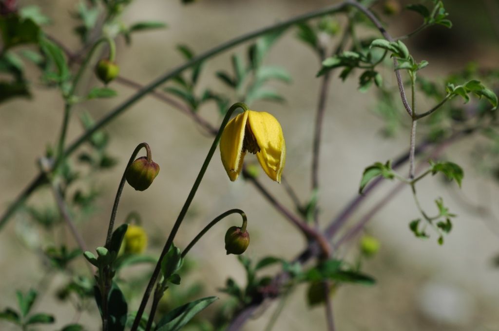 صورة Clematis tibetana Kuntze