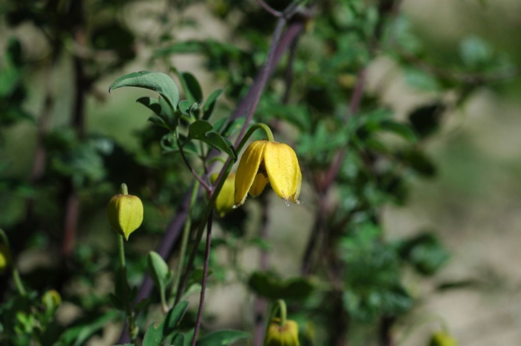 صورة Clematis tibetana Kuntze