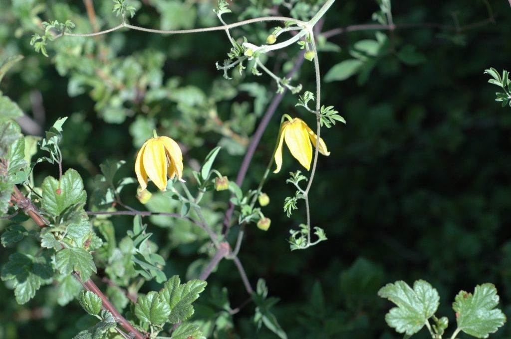 صورة Clematis tibetana Kuntze