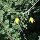 صورة Clematis tibetana Kuntze