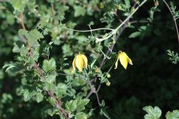 صورة Clematis tibetana Kuntze