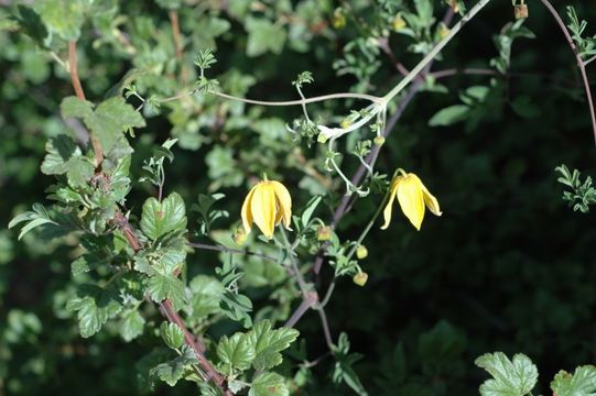 Imagem de Clematis tibetana Kuntze