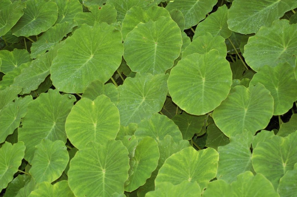 Image de Colocasia esculenta (L.) Schott