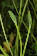 Image de Colocasia esculenta (L.) Schott