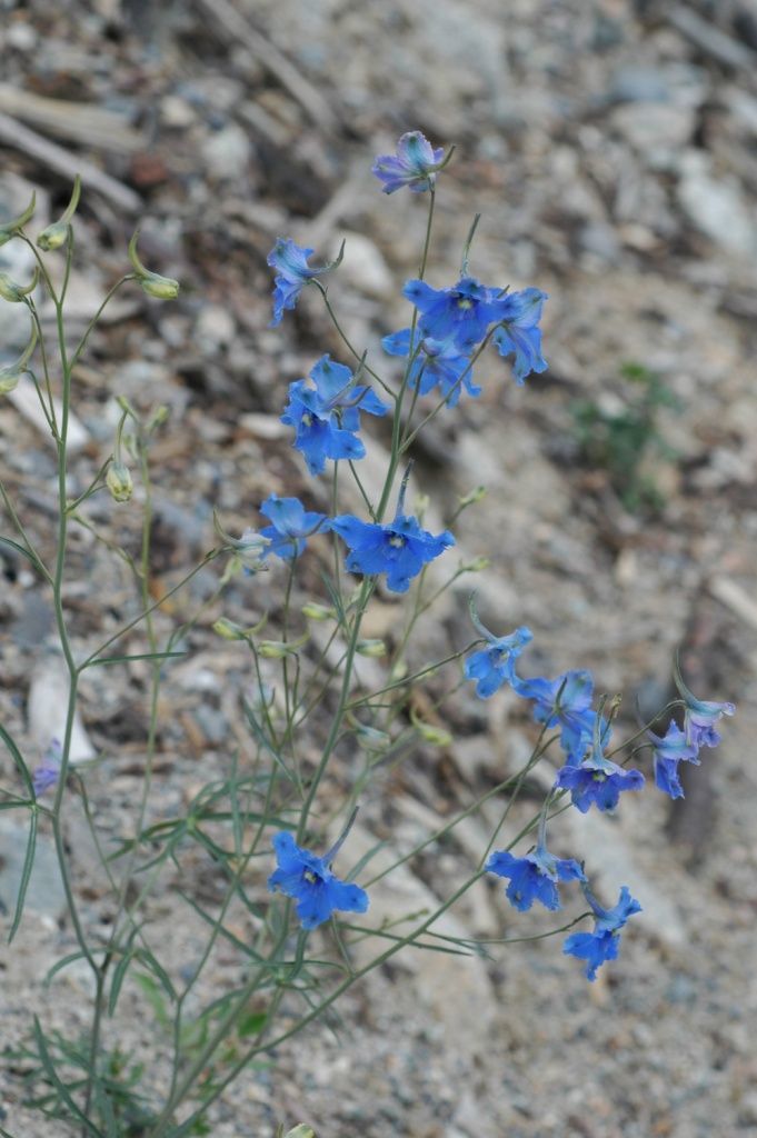 Слика од Delphinium caeruleum Jacquem. ex Cambess.