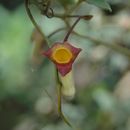 Image of Aristolochia griffithii Hook. fil. & Thoms. ex Duch.