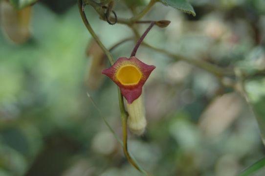 Image de Aristolochia griffithii Hook. fil. & Thoms. ex Duch.