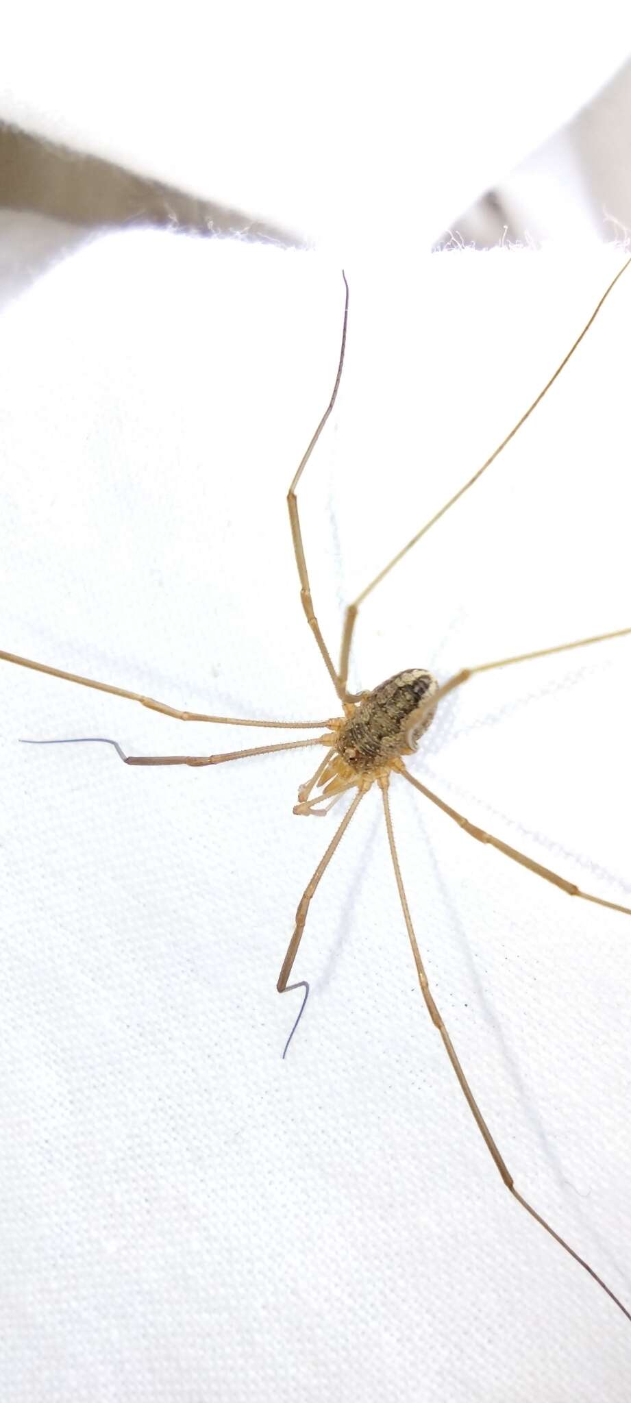 Image of Daddy longleg