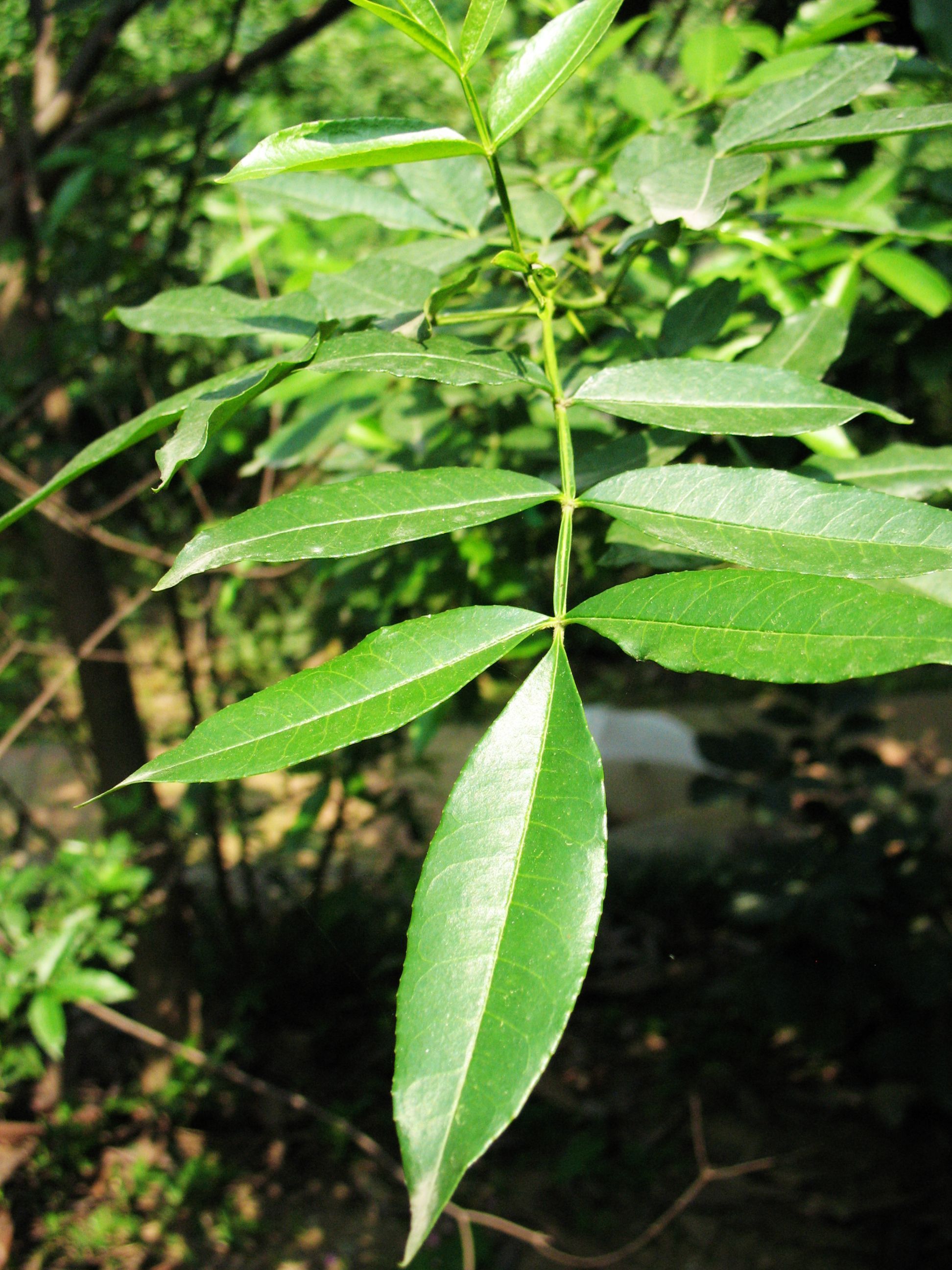 Plancia ëd Zanthoxylum armatum DC.