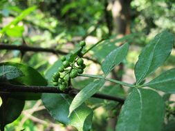 Plancia ëd Zanthoxylum armatum DC.