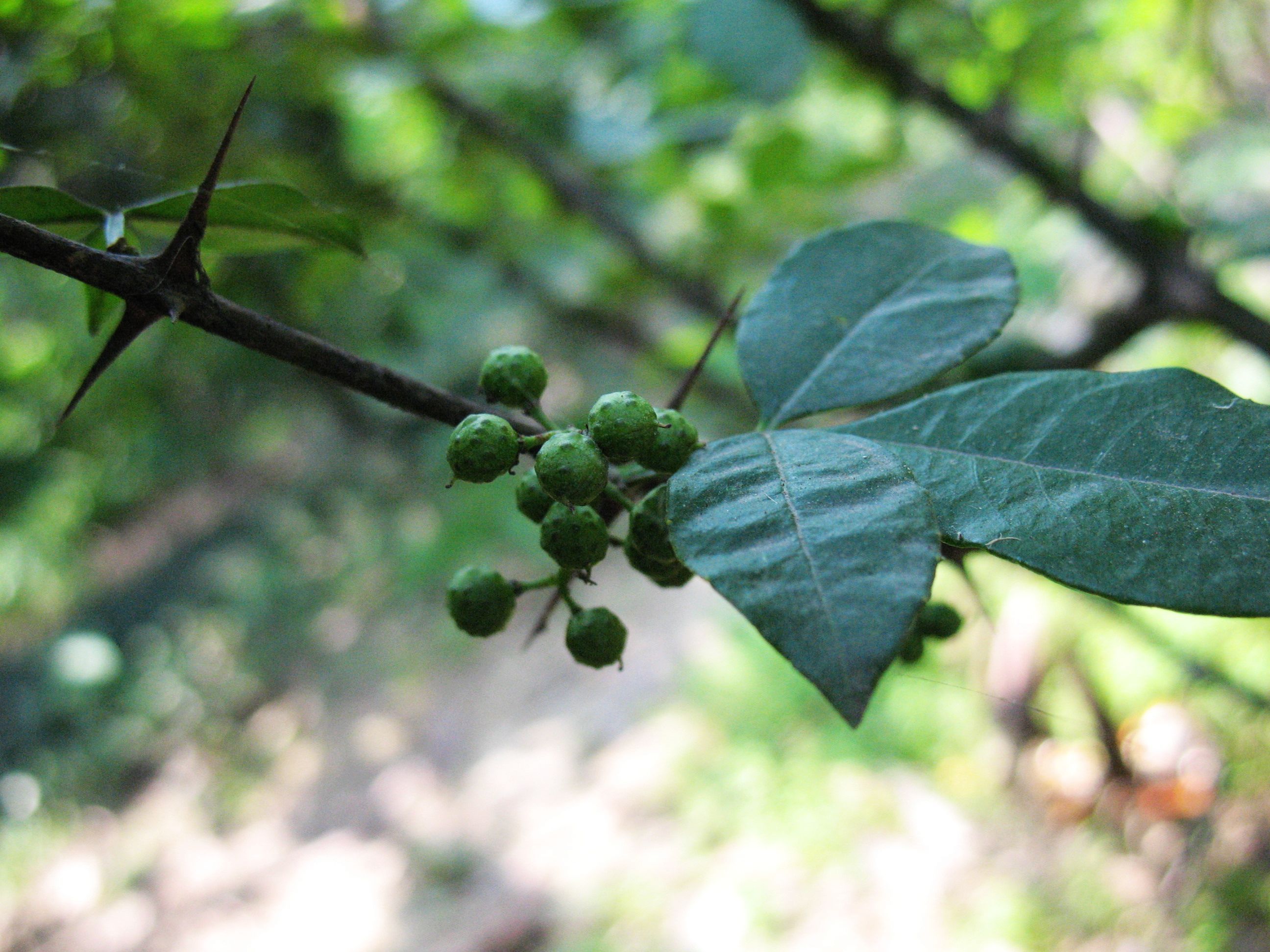 Plancia ëd Zanthoxylum armatum DC.