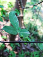 Image of Zanthoxylum armatum DC.