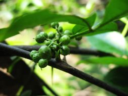 Image of Zanthoxylum armatum DC.