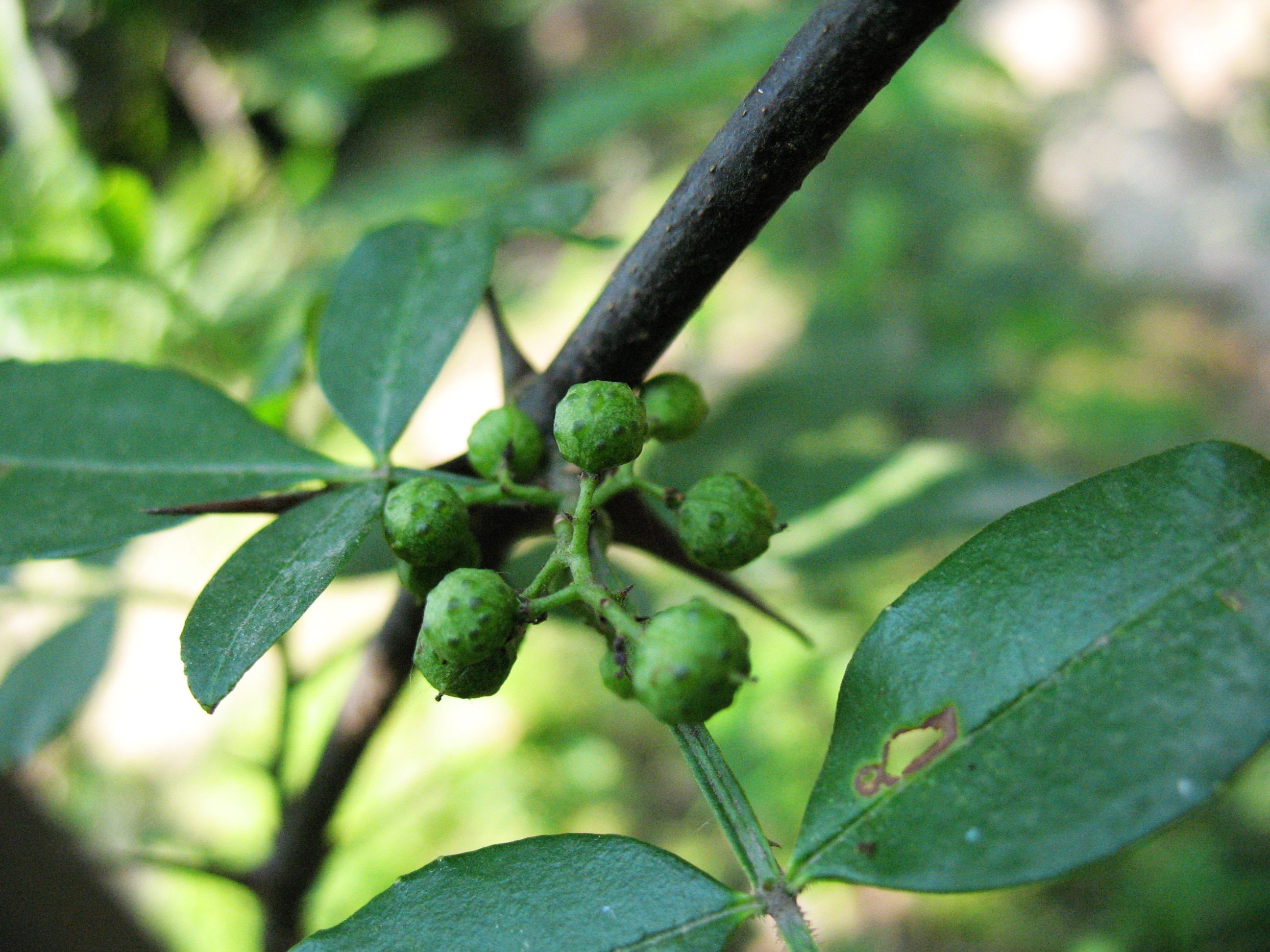 Image of Zanthoxylum armatum DC.