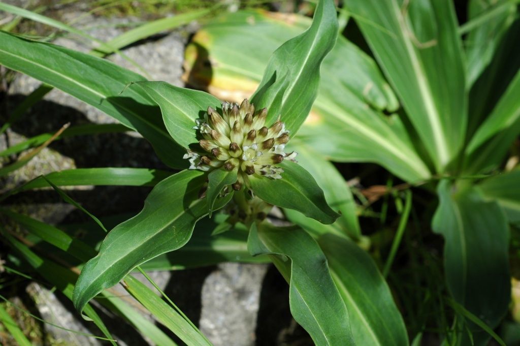 Imagem de Gentiana crassicaulis Duthie ex Burkill