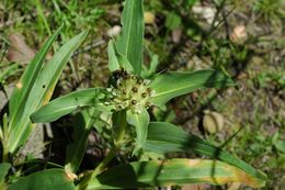 Imagem de Gentiana crassicaulis Duthie ex Burkill