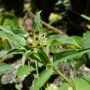 Gentiana crassicaulis Duthie ex Burkill的圖片