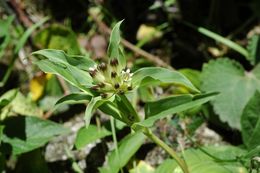 Imagem de Gentiana crassicaulis Duthie ex Burkill