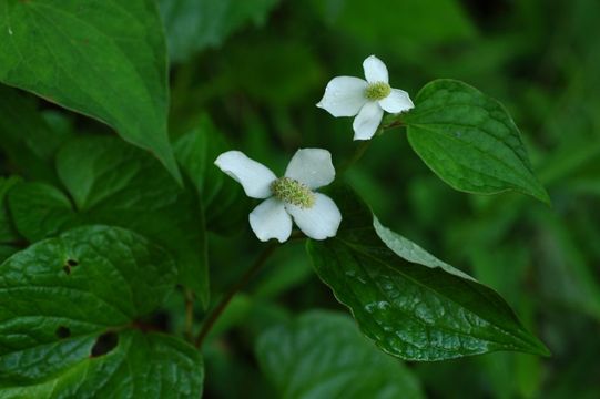 蕺菜屬的圖片