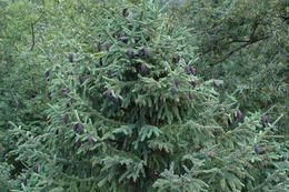 Image de Picea likiangensis (Franch.) E. Pritz.