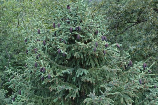 Image of Likiang Spruce