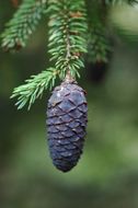 Image de Picea likiangensis (Franch.) E. Pritz.