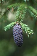 Image de Picea likiangensis (Franch.) E. Pritz.