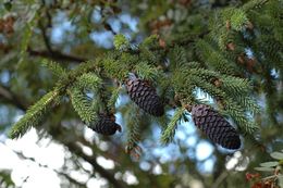 Image de Picea likiangensis (Franch.) E. Pritz.