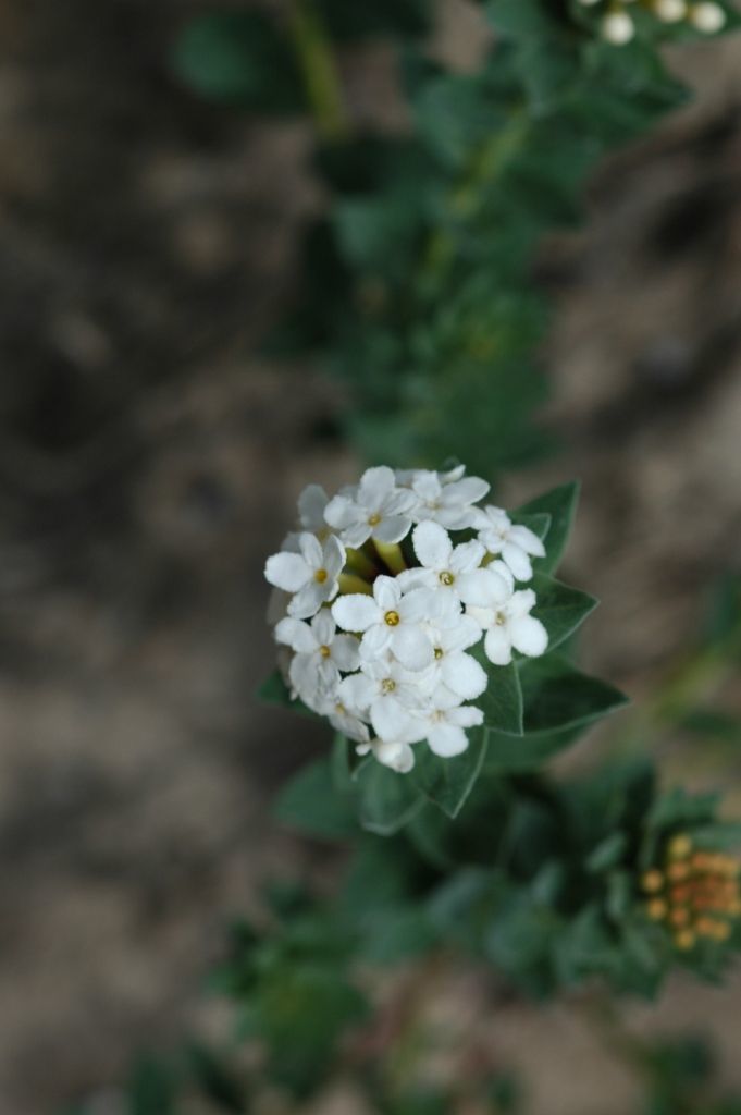 Image of Stellera chamaejasme L.