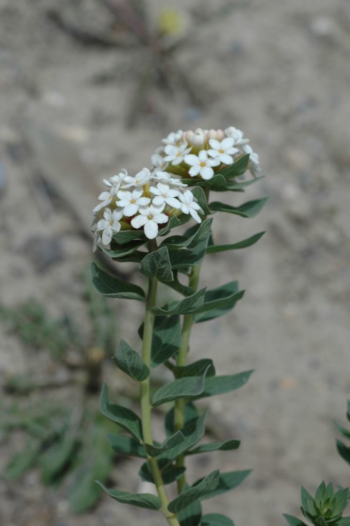 Image of Stellera chamaejasme L.