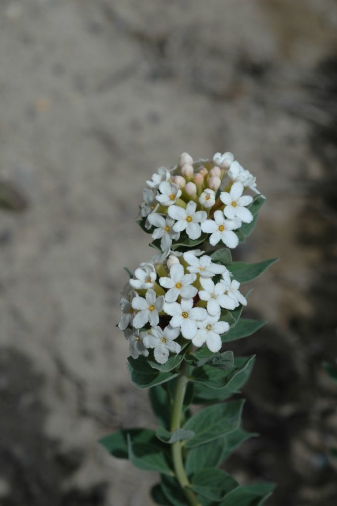 Image of Stellera chamaejasme L.