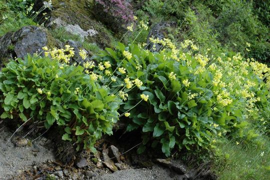 Слика од Primula florindae Kingdon-Ward