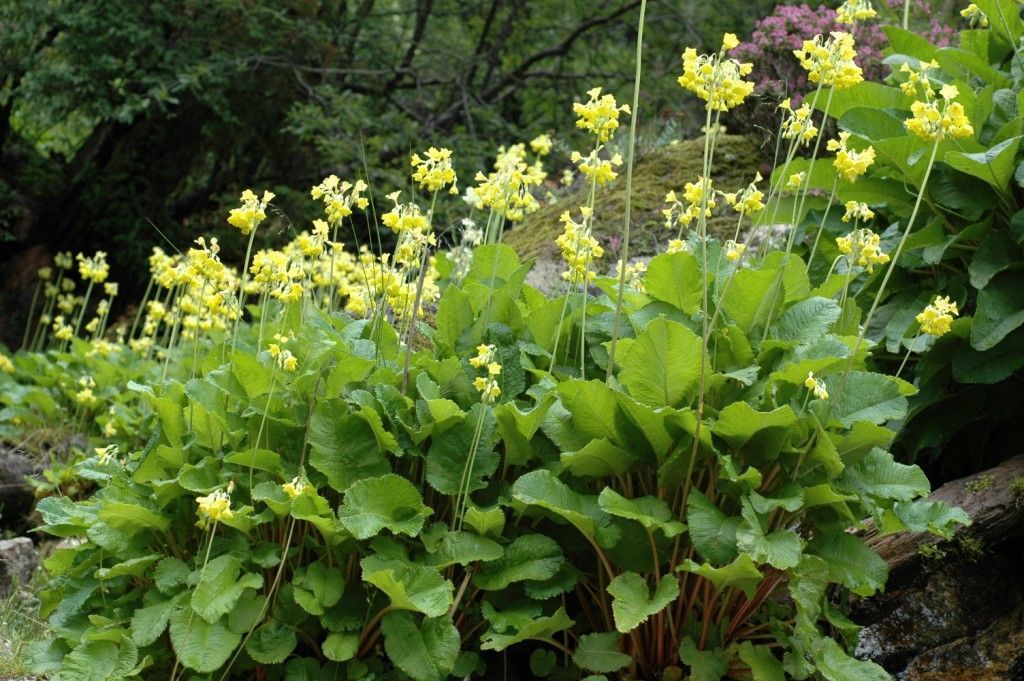 Image of Primula florindae Kingdon-Ward