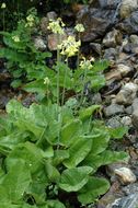 Image of Primula florindae Kingdon-Ward